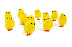 Yellow Chicks